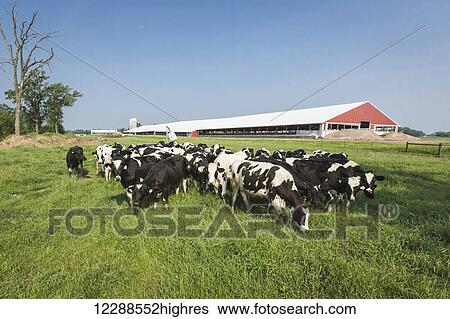 Stock Photograph - Holsteins in pasture with dairy barn in background; Grantsburg, Wisconsin, United States of America. Fotosearch