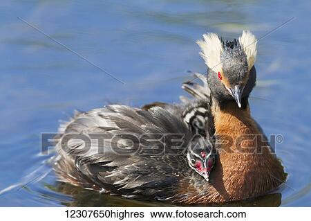 Stock Photograph - Horned Grebe chick riding on back of adult in the Potter Marsh, Southcentral Alaska, USA. Fotosearch