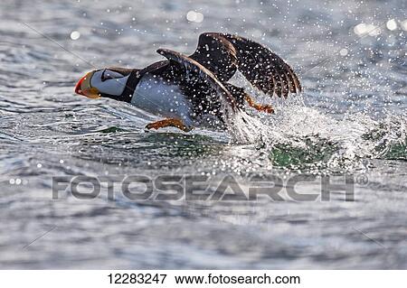 Horned puffin (Fratercula corniculata) taking off, Kodiak Island, Southwest Alaska View Large Photo Image Stock Photo - Horned puffin (Fratercula corniculata) taking off, Kodiak Island, Southwest Alaska. Fotosearch