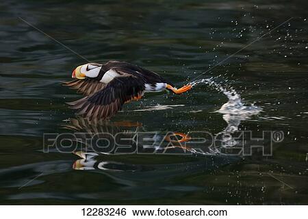 Horned puffin (Fratercula corniculata) taking off, Kodiak Island, Southwest Alaska View Large Photo Image Stock Photograph - Horned puffin (Fratercula corniculata) taking off, Kodiak Island, Southwest Alaska. Fotosearch