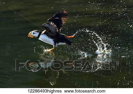 Horned puffin (Fratercula corniculata) taking off and creating reflections on green water, Chiniak Bay, Kodiak, Alaska, summer, Southwestern Alaska View Large Photo Image Stock Photograph - Horned puffin (Fratercula corniculata) taking off and creating reflections on green water, Chiniak Bay, Kodiak, Alaska, summer, Southwestern Alaska. Fotosearch
