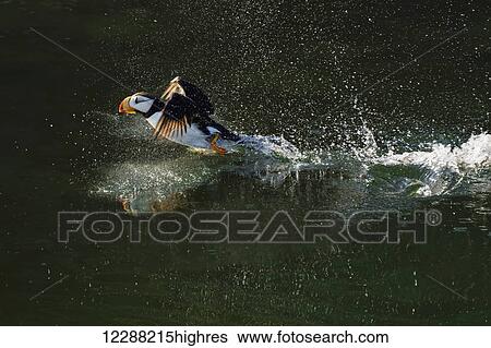 Horned puffin (Fratercula corniculata) taking off, Kodiak, Southwest Alaska View Large Photo Image Stock Photograph - Horned puffin (Fratercula corniculata) taking off, Kodiak, Southwest Alaska. Fotosearch