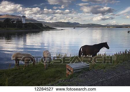 Horses grazing at the water's edge; Puerto Williams, Navarino Island, Chile View Large Photo Image Stock Photo - Horses grazing at the water's edge; Puerto Williams, Navarino Island, Chile. Fotosearch