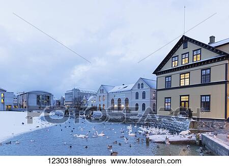 Stock Photograph - Houses line the shore of the Tjornin pond with swans and ducks swimming; Reykjavik, Iceland. Fotosearch