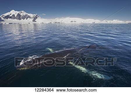 Picture - Humpback whale (Megaptera novaeangliae) in Gerlache Strait, Antarctic Peninsula; Antarctica. Fotosearch