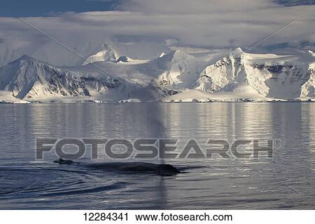 Humpback whale (Megaptera novaeangliae) in Gerlache Strait in front of Anvers Island, Antarctic Peninsula; Antarctica View Large Photo Image Stock Image - Humpback whale (Megaptera novaeangliae) in Gerlache Strait in front of Anvers Island, Antarctic Peninsula; Antarctica. Fotosearch