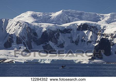 Stock Image - Humpback whale (Megaptera novaeangliae) in Gerlache Strait, Antarctic Peninsula; Antarctica. Fotosearch