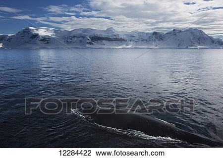 Humpback whale (Megaptera novaeangliae) in Gerlache Strait, Antarctic Peninsula; Antarctica View Large Photo Image Stock Image - Humpback whale (Megaptera novaeangliae) in Gerlache Strait, Antarctic Peninsula; Antarctica. Fotosearch