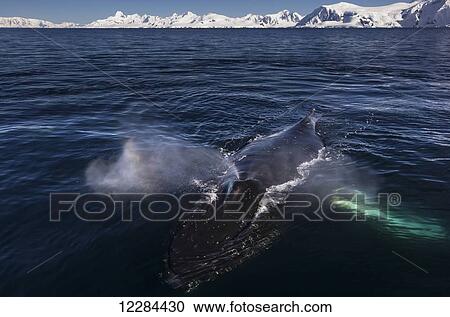 Humpback whale (Megaptera novaeangliae) in Gerlache Strait, Antarctic Peninsula; Antarctica View Large Photo Image Stock Image - Humpback whale (Megaptera novaeangliae) in Gerlache Strait, Antarctic Peninsula; Antarctica. Fotosearch