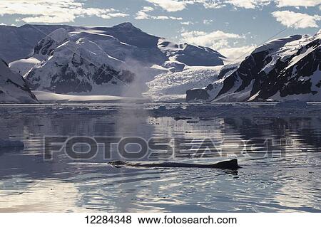 Humpback whale (Megaptera novaeangliae) in Gerlache Strait, Antarctic Peninsula; Antarctica View Large Photo Image Stock Photo - Humpback whale (Megaptera novaeangliae) in Gerlache Strait, Antarctic Peninsula; Antarctica. Fotosearch