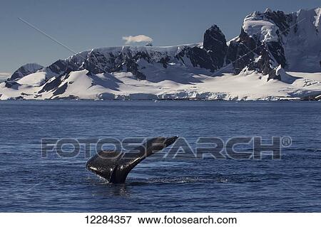 Stock Photo - Humpback whale (Megaptera novaeangliae) in Gerlache Strait, Antarctic Peninsula; Antarctica. Fotosearch