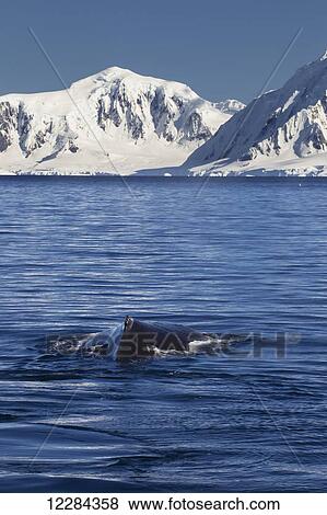 Stock Photo - Humpback whale (Megaptera novaeangliae) in Gerlache Strait, Antarctic Peninsula; Antarctica. Fotosearch