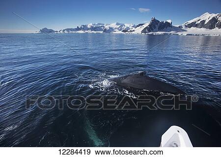 Humpback whale (Megaptera novaeangliae) in Gerlache Strait, Antarctic Peninsula; Antarctica View Large Photo Image Stock Photo - Humpback whale (Megaptera novaeangliae) in Gerlache Strait, Antarctic Peninsula; Antarctica. Fotosearch