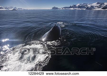 Humpback whale (Megaptera novaeangliae) blowing bubbles in Gerlache Strait, Antarctic Peninsula; Antarctica View Large Photo Image Stock Photo - Humpback whale (Megaptera novaeangliae) blowing bubbles in Gerlache Strait, Antarctic Peninsula; Antarctica. Fotosearch