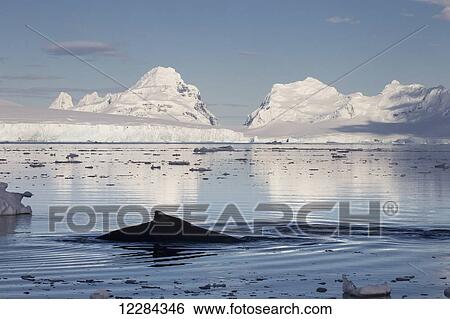 Humpback whale (Megaptera novaeangliae) in Gerlache Strait in front of Anvers Island, Antarctic Peninsula; Antarctica View Large Photo Image Stock Photograph - Humpback whale (Megaptera novaeangliae) in Gerlache Strait in front of Anvers Island, Antarctic Peninsula; Antarctica. Fotosearch
