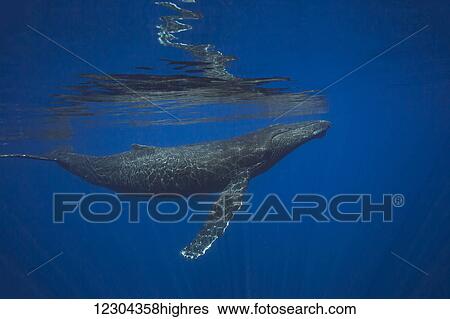 Humpback whale (Megaptera novaeangliae) underwater; Hawaii, United States of America View Large Photo Image Stock Photograph - Humpback whale (Megaptera novaeangliae) underwater; Hawaii, United States of America. Fotosearch