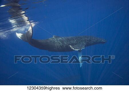 Stock Photograph - Humpback whale (Megaptera novaeangliae) underwater; Hawaii, United States of America. Fotosearch