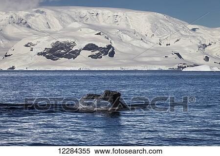 Humpback whale (Megaptera novaeangliae) in Gerlache Strait, Antarctic Peninsula; Antarctica View Large Photo Image Stock Photography - Humpback whale (Megaptera novaeangliae) in Gerlache Strait, Antarctic Peninsula; Antarctica. Fotosearch