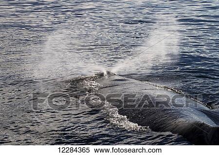 Humpback whale (Megaptera novaeangliae) in Gerlache Strait, Antarctic Peninsula; Antarctica View Large Photo Image Stock Photography - Humpback whale (Megaptera novaeangliae) in Gerlache Strait, Antarctic Peninsula; Antarctica. Fotosearch