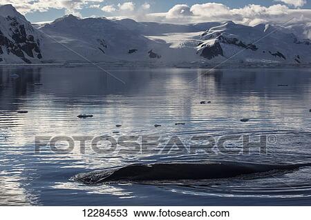 Humpback whale (Megaptera novaengliae) in Gerlache Strait, Antarctic Peninsula; Antarctica View Large Photo Image Stock Image - Humpback whale (Megaptera novaengliae) in Gerlache Strait, Antarctic Peninsula; Antarctica. Fotosearch