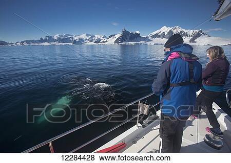 Humpback whale (Megaptera novaengliae) and tourists in Gerlache Strait, Antarctic Peninsula; Antarctica View Large Photo Image Stock Photo - Humpback whale (Megaptera novaengliae) and tourists in Gerlache Strait, Antarctic Peninsula; Antarctica. Fotosearch