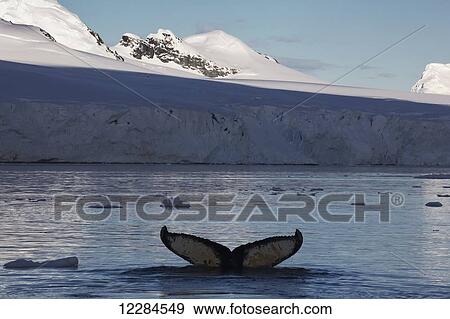 Humpback whale (Megaptera novaengliae) in Gerlache Strait, Antarctic Peninsula; Antarctica View Large Photo Image Stock Photo - Humpback whale (Megaptera novaengliae) in Gerlache Strait, Antarctic Peninsula; Antarctica. Fotosearch