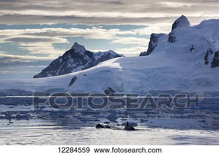Stock Photo - Humpback whale (Megaptera novaengliae) in Gerlache Strait in front of Neko Harbour, Antarctic Peninsula; Antarctica. Fotosearch