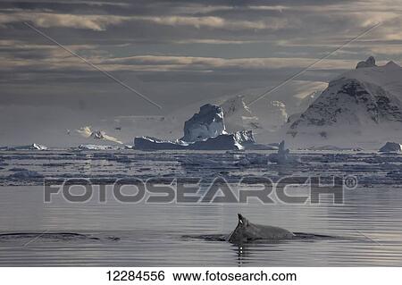 Stock Photograph - Humpback whale (Megaptera novaengliae) in Gerlache Strait, Antarctic Peninsula; Antarctica. Fotosearch