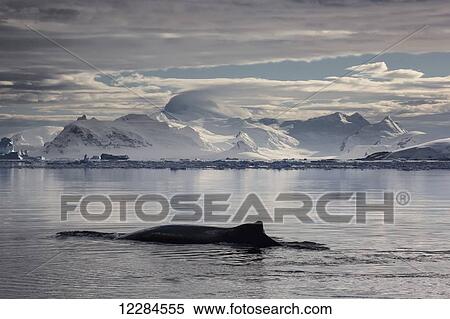 Humpback whale (Megaptera novaengliae) in Gerlache Strait, Antarctic Peninsula; Antarctica View Large Photo Image Stock Photography - Humpback whale (Megaptera novaengliae) in Gerlache Strait, Antarctic Peninsula; Antarctica. Fotosearch