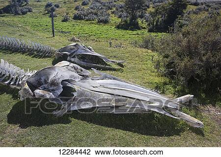 Humpback whale skull on Estancia Harberton; Tierra del Fuego, Argentina View Large Photo Image Stock Image - Humpback whale skull on Estancia Harberton; Tierra del Fuego, Argentina. Fotosearch