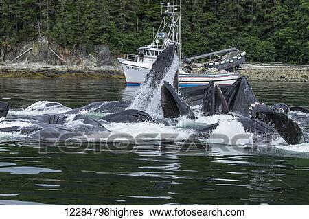 Stock Photograph - Humpback whales lunge feed along the shoreline of Admiralty Island with a seiner in the background, Inside Passage, Chatham Strait, Southeast Alaska. Fotosearch