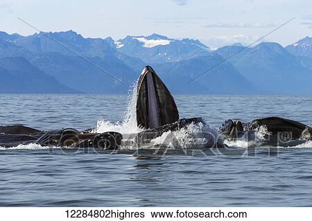 Humpback whales lunge feed in Lynn Canal for herring with Chilkat Mountains in the background, Inside Passage, Southeast Alaska View Large Photo Image Stock Photograph - Humpback whales lunge feed in Lynn Canal for herring with Chilkat Mountains in the background, Inside Passage, Southeast Alaska. Fotosearch