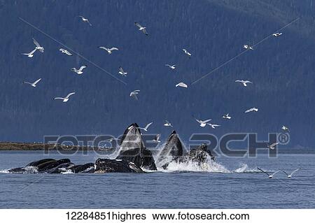 Stock Photograph - Humpback Whales lunge feed in Lynn Canal near Juneau, Inside Passage, Southeast Alaska, summer. Fotosearch