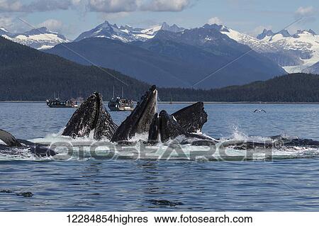 Stock Photograph - Humpback Whales lunge feed near Shelter Island, Inside Passage, Southeast Alaska, summer. Fotosearch