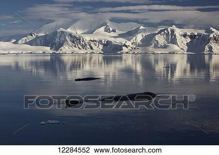 Stock Image - Humpback whales (Megaptera novaengliae) in Gerlache Strait, Antarctic Peninsula; Antarctica. Fotosearch