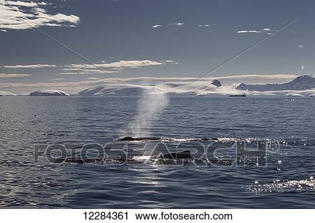 Humpback whales (Megaptera novaeangliae) in Gerlache Strait, Antarctic Peninsula; Antarctica View Large Photo Image Stock Image - Humpback whales (Megaptera novaeangliae) in Gerlache Strait, Antarctic Peninsula; Antarctica. Fotosearch