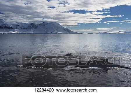 Humpback whales (Megaptera novaeangliae) in Gerlache Strait, Antarctic Peninsula; Antarctica View Large Photo Image Stock Image - Humpback whales (Megaptera novaeangliae) in Gerlache Strait, Antarctic Peninsula; Antarctica. Fotosearch