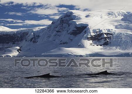 Stock Photograph - Humpback whales (Megaptera novaeangliae) in Gerlache Strait, Antarctic Peninsula; Antarctica. Fotosearch