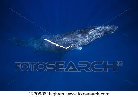 Stock Photograph - Humpback whales (Megaptera novaeangliae) underwater; Hawaii, United States of America. Fotosearch