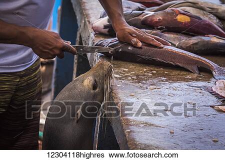 Stock Photograph - Hungry sea lion (Zalophus wollebacki) hoping for fish scraps; Galapagos Islands, Ecudaor. Fotosearch