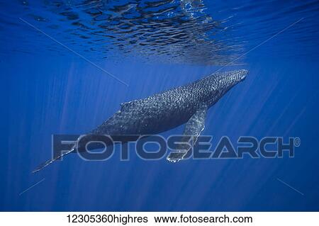 In the glassy smooth ocean, a humpback whale (Megaptera novaeangliae) glides to the surface for a breath; Hawaii, United States of America View Large Photo Image Stock Photograph - In the glassy smooth ocean, a humpback whale (Megaptera novaeangliae) glides to the surface for a breath; Hawaii, United States of America. Fotosearch