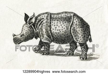 Indian rhinoceros, or greater one-horned rhinoceros, Rhinoceros unicornis. From an 18th century print. View Large Photo Image Stock Photograph - Indian rhinoceros, or greater one-horned rhinoceros, Rhinoceros unicornis. From an 18th century print.. Fotosearch