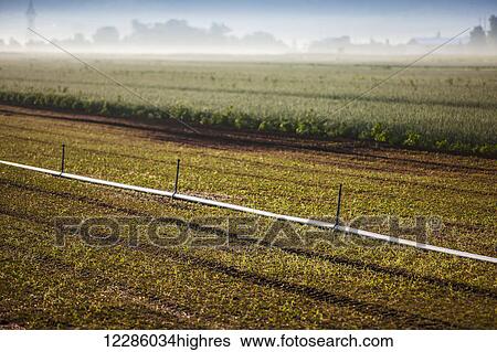 Stock Photograph - Irrigation system in field, Hollard Marsh; Bradford, Ontario, Canada. Fotosearch