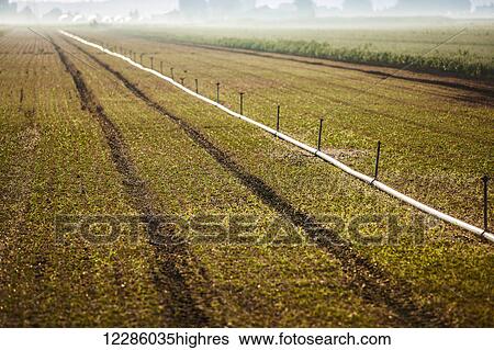 Stock Photograph - Irrigation system in field, Hollard Marsh; Bradford, Ontario, Canada. Fotosearch