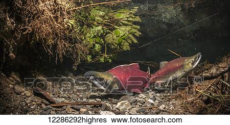 Jack and normal male Sockeye Salmon (Oncorhynchus nerka) in an Alaskan stream during summer. View Large Photo Image Stock Photograph - Jack and normal male Sockeye Salmon (Oncorhynchus nerka) in an Alaskan stream during summer.. Fotosearch