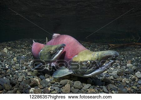 Jack and normal male Sockeye Salmon (Oncorhynchus nerka) in an Alaskan stream during summer. View Large Photo Image Stock Photograph - Jack and normal male Sockeye Salmon (Oncorhynchus nerka) in an Alaskan stream during summer.. Fotosearch