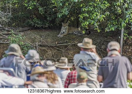 Stock Photograph - Jaguar being photographed by people on boat; Mato Grosso do Sul, Brazil. Fotosearch