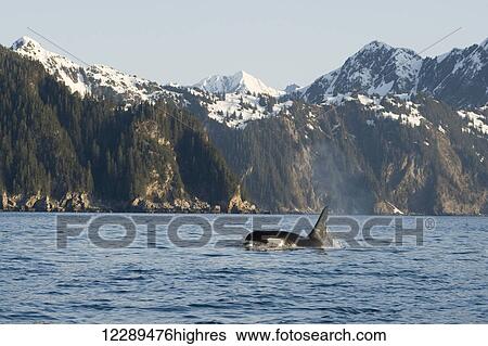 killer whale, or orcas, Orcinus orca, large bull swimming in Resurrection Bay, Kenai Fjords National Park, outside Seward, southcentral Alaska, spring View Large Photo Image Stock Photograph - killer whale, or orcas, Orcinus orca, large bull swimming in Resurrection Bay, Kenai Fjords National Park, outside Seward, southcentral Alaska, spring. Fotosearch