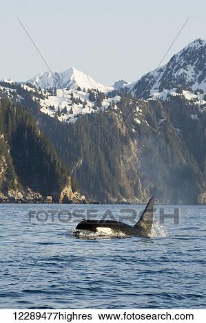 Stock Photograph - killer whale, or orcas, Orcinus orca, large bull swimming in Resurrection Bay, Kenai Fjords National Park, outside Seward, southcentral Alaska, spring. Fotosearch
