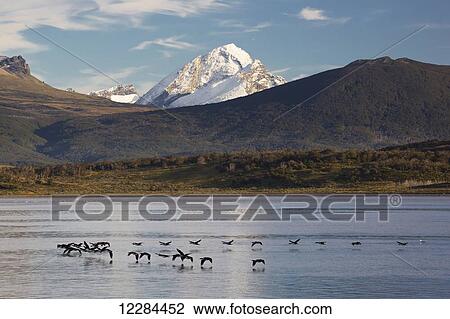 Stock Image - King cormorant/white-bellied shag (Phalacrocorax (atriceps) albiventer) flying low above Beagle Channel; Tierra del Fuego, Argentina. Fotosearch